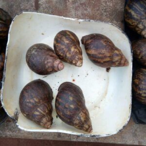 Live Snails average sizes