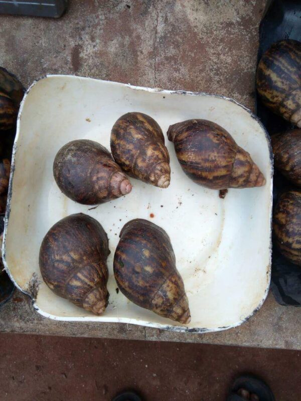 Live Snails average sizes